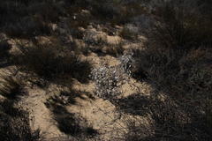 Syncarpha canescens canescens