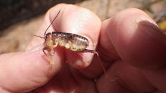 Libanasidus vittatus