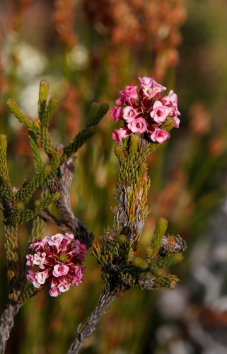 Audouinia capitata (Audouinia capitata)