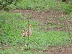 Pterocles quadricinctus