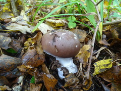 Cortinarius praestans