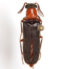 Octinodes gracilior