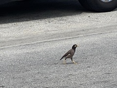 Acridotheres tristis