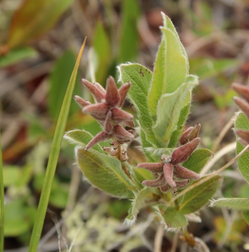 Image of Salix reptans by (c) nina_nesterova, some rights reserved (CC BY)