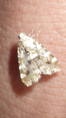 Lepidoptera