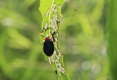 Plagiodera arizonae