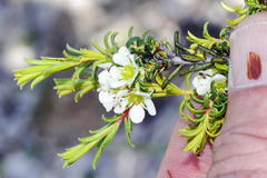 Diosma aspalathoides