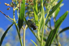 Hedriodiscus truquii