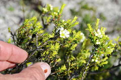Diosma aspalathoides
