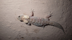 Pachydactylus