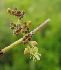 Heliocarpus terebinthinaceus