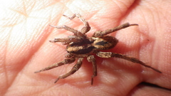 Lycosidae