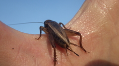 Gryllidae