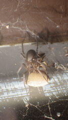 Gnaphosidae