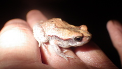 Schismaderma carens