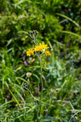 Hieracium korshinskyi