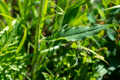 Hieracium korshinskyi
