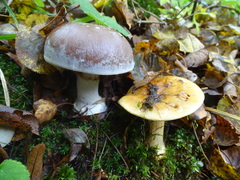 Cortinarius praestans