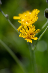 Hieracium korshinskyi