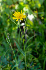 Hieracium korshinskyi