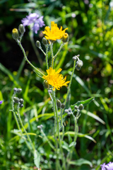 Hieracium korshinskyi