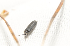 Phausis rhombica