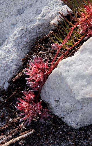 Image of Serruria decumbens by (c) Tony Rebelo, some rights reserved (CC BY-SA)