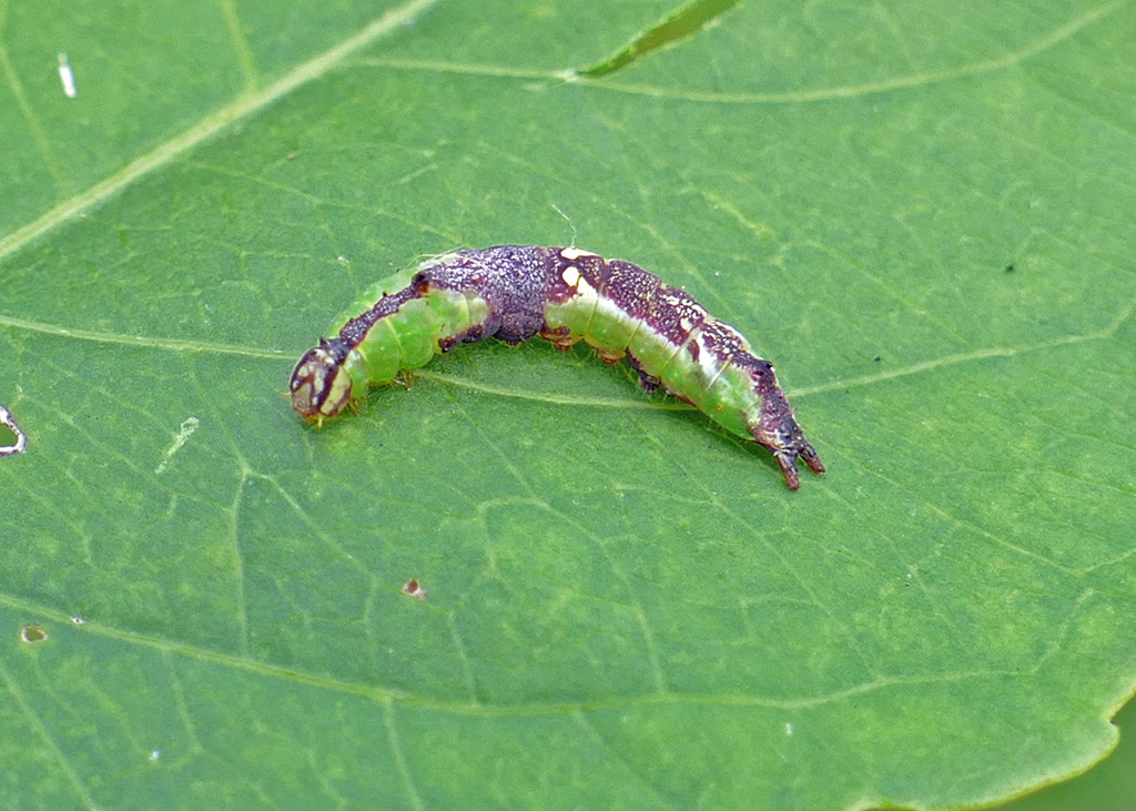 Chestnut Schizura Moth