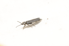 Phausis rhombica