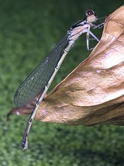 Ischnura posita