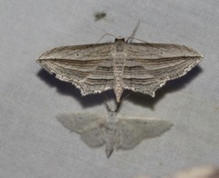 Arcobara multilineata