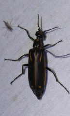 Pyrota insulata