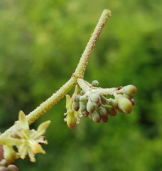 Heliocarpus terebinthinaceus
