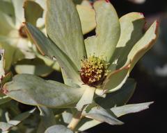 Leucadendron loranthifolium