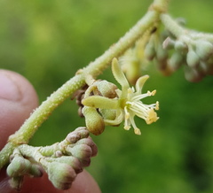 Heliocarpus terebinthinaceus