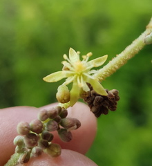 Heliocarpus terebinthinaceus
