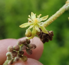 Heliocarpus terebinthinaceus