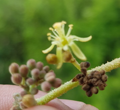 Heliocarpus terebinthinaceus