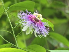 Passiflora serratifolia