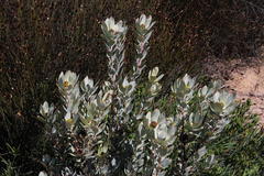 Leucadendron loranthifolium