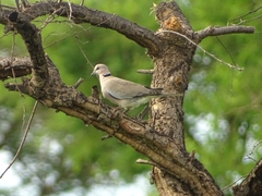 Streptopelia vinacea