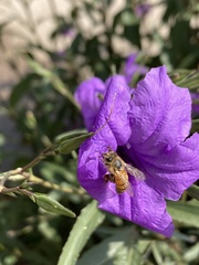 Apis mellifera