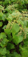 Heliocarpus terebinthinaceus