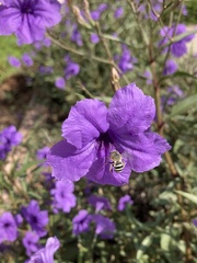 Anthophora californica