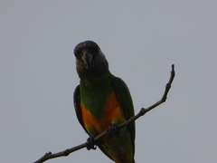 Poicephalus senegalus