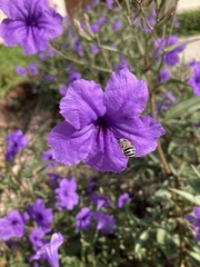 Anthophora californica