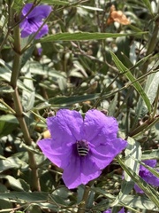 Anthophora californica