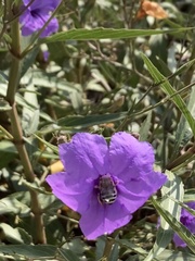 Anthophora californica