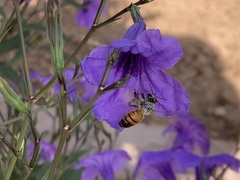 Apis mellifera