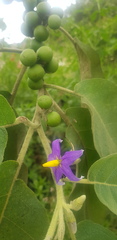 Solanum mitlense
